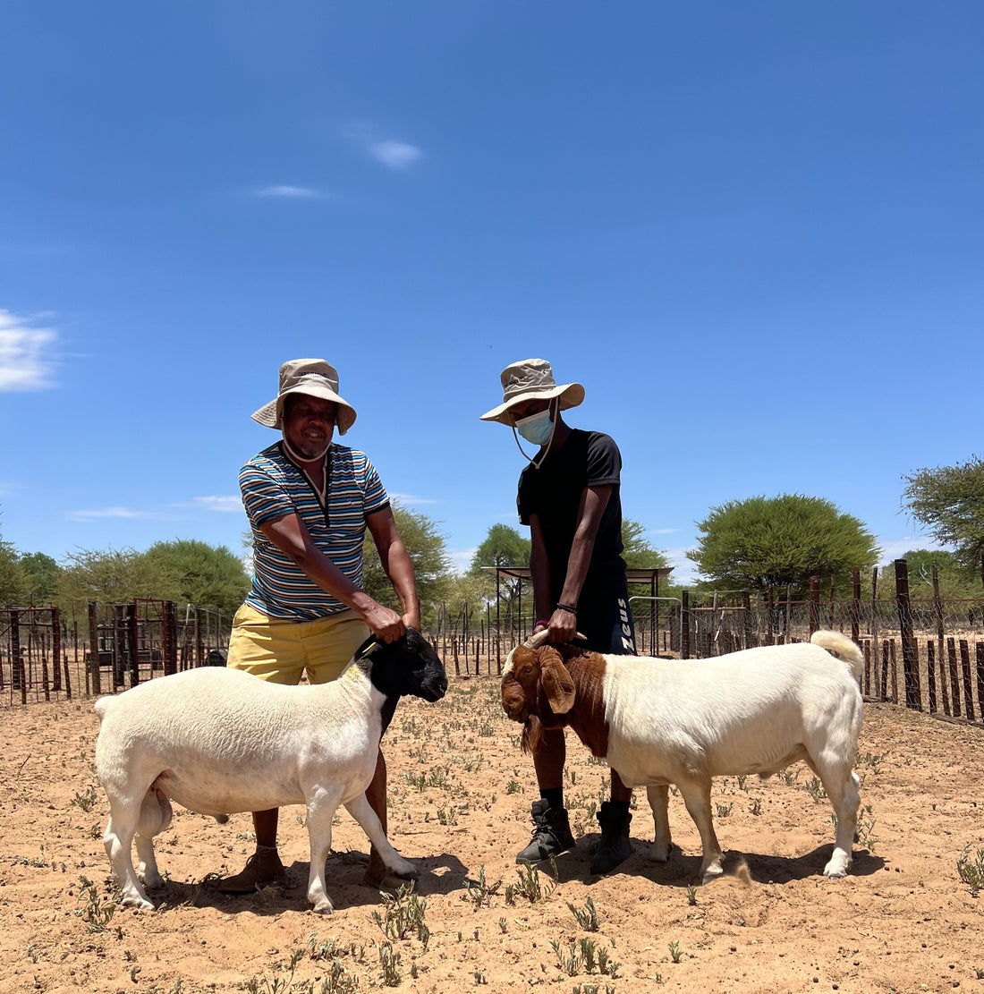 How to Feed Goats Properly for Faster Growth (Africa Guide)