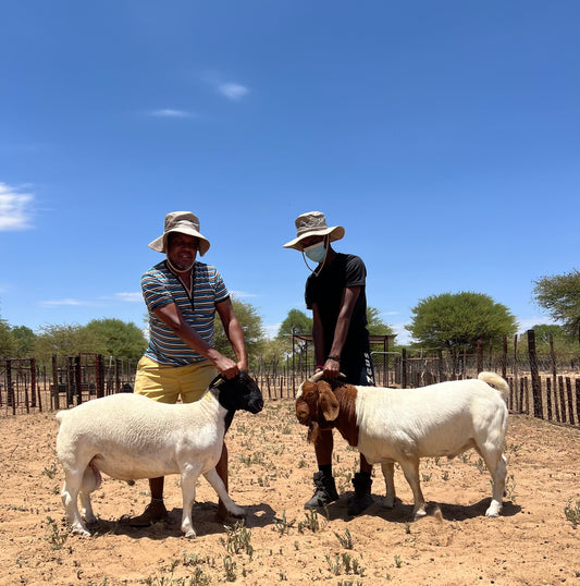 How to Feed Goats Properly for Faster Growth (Africa Guide)