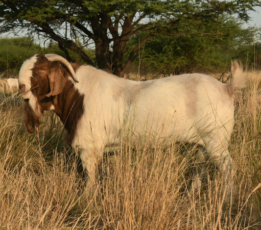 Boer Goat Farming Guide for Beginners in Africa