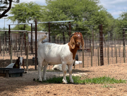 Why Goat Farming Is Profitable in Africa (Real Reasons Explained)