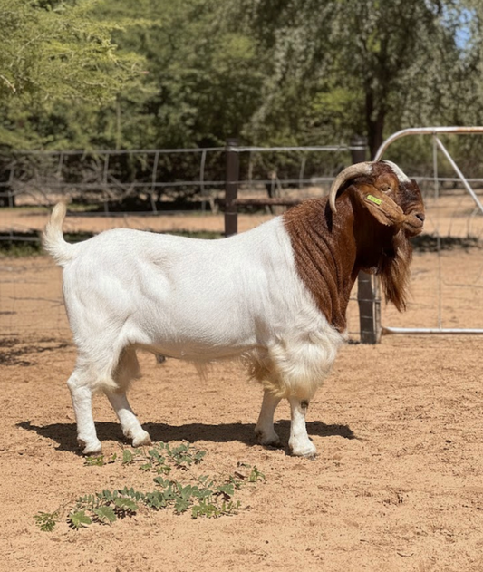Boer goat farming South Africa