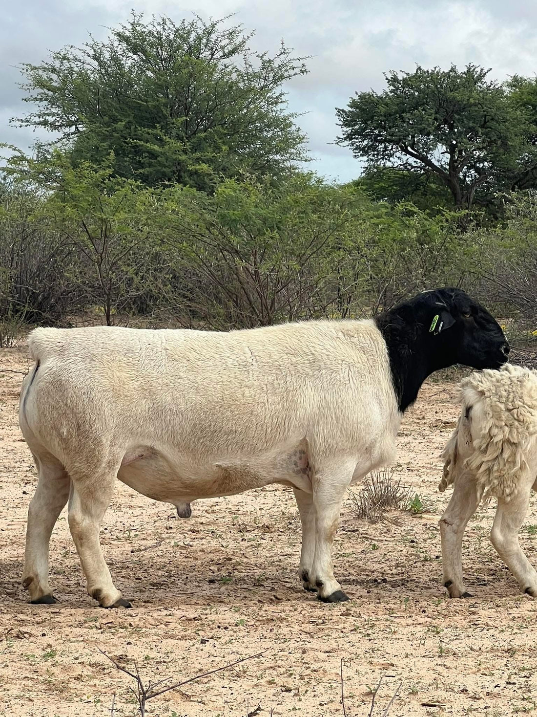 Sheep Farming for Profit in South Africa (Beginner Guide for Africa)
